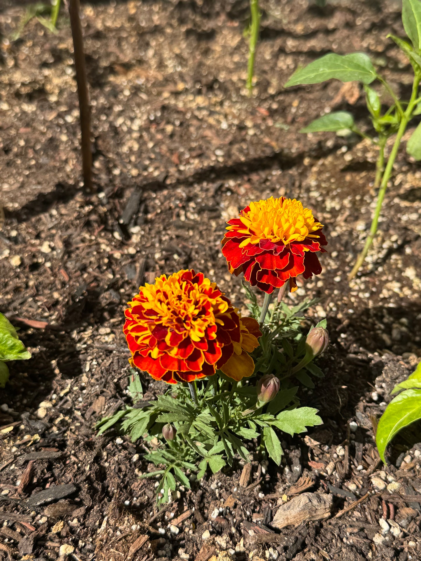 Marigold Seeds - Mixed Varieties